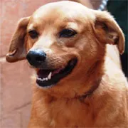 Cachorro raça SRD idade 6 ou mais anos nome Helly