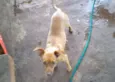 Tuãn