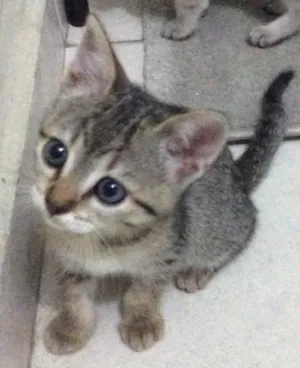 Gato raça sdr idade Abaixo de 2 meses nome Sucrilho