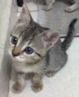 Sucrilho