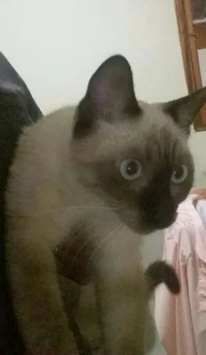 Gato raça Siamês idade 2 a 6 meses nome Sem nome