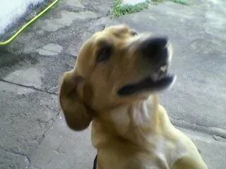 Cachorro ra a MISTA idade 6 ou mais anos nome APOLO