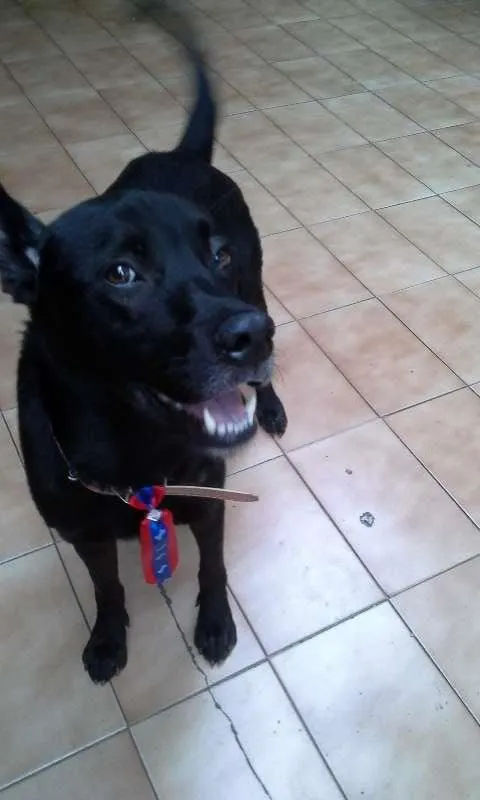 Cachorro raça SRD idade 1 ano nome Negão