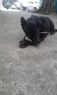 Negão