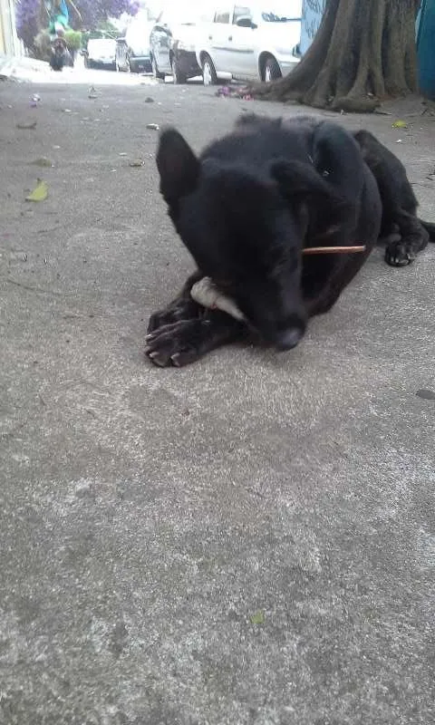 Cachorro raça SRD idade 1 ano nome Negão