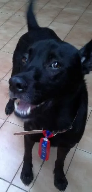 Cachorro raça SRD idade 1 ano nome Negão