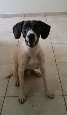 Cachorro ra a SRD idade 2 anos nome Pintadinha