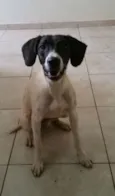 Pintadinha