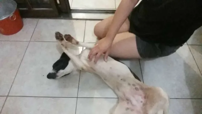 Cachorro ra a SRD idade 2 anos nome Pintadinha