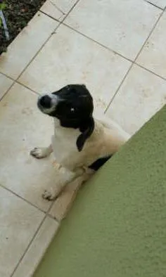 Cachorro ra a SRD idade 2 anos nome Pintadinha