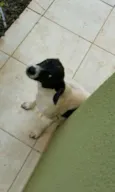Pintadinha