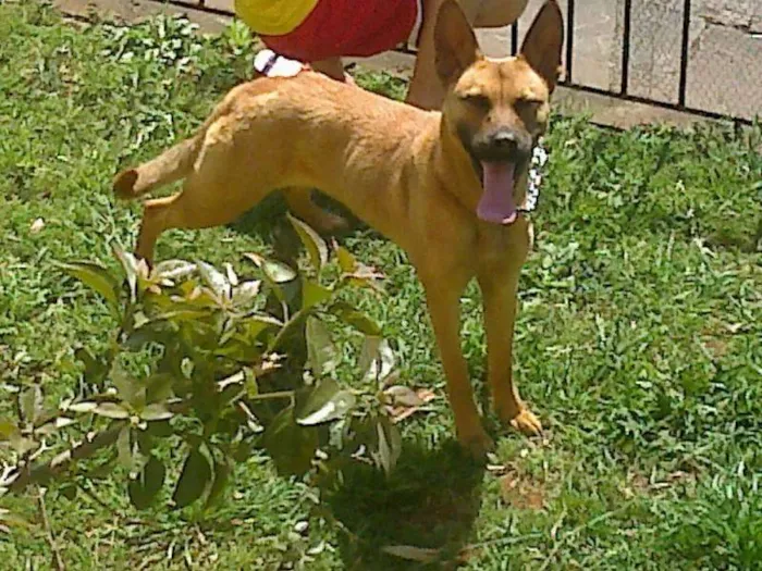 Cachorro ra a Não sei idade 2 anos nome Mily