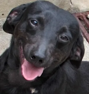Cachorro raça  idade 2 anos nome PITICO PEQUENINO