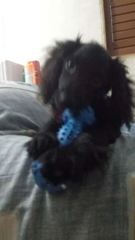 Cachorro raça Cocker  idade 2 a 6 meses nome Jimmy Page