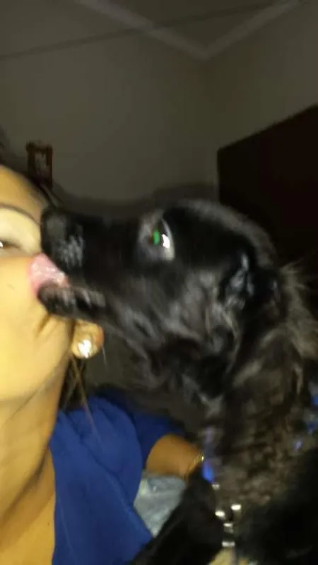 Cachorro raça Cocker  idade 2 a 6 meses nome Jimmy Page
