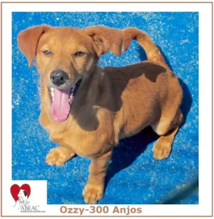 Cachorro raça  idade 1 ano nome OZZY PEQUENINO