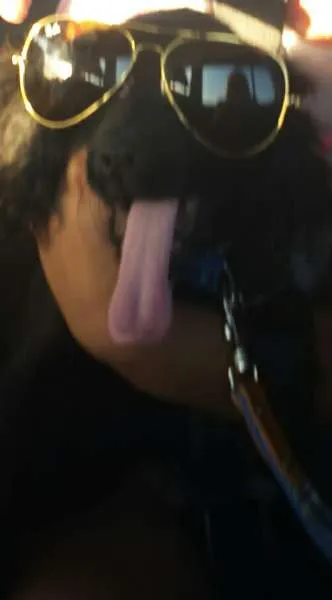 Cachorro raça Cocker  idade 2 a 6 meses nome Jimmy Page