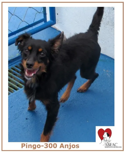 Cachorro ra a  idade 1 ano nome PINGO PEQUENINO