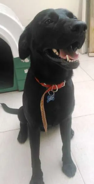 Cachorro raça  idade 1 ano nome BLACK