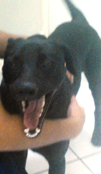 Cachorro ra a  idade 1 ano nome BLACK