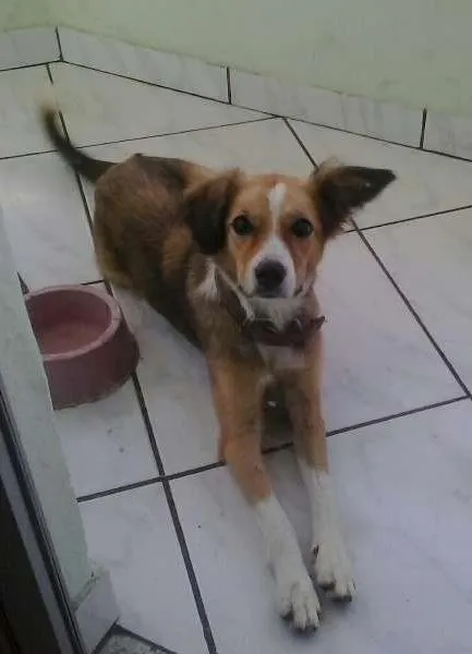 Cachorro raça viralata idade 1 ano nome Baby