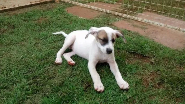 Cachorro ra a Vira lata idade 2 a 6 meses nome Bala de Côco