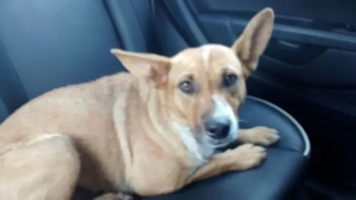Cachorro ra a Vira lata idade  nome Marmelada