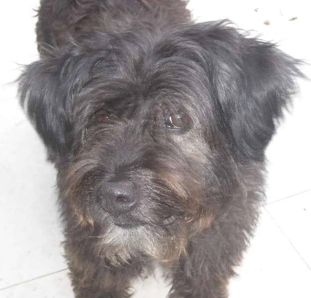 Cachorro ra a SRD idade 5 anos nome Não sei