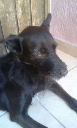 Cachorro raça SRD idade 5 anos nome Nina