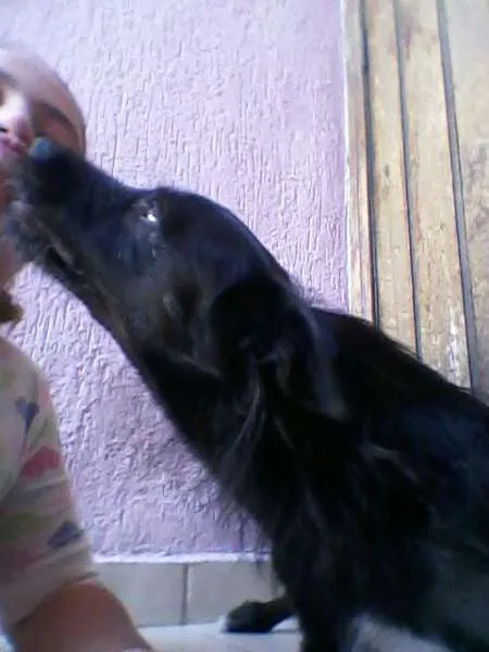 Cachorro raça SRD idade 5 anos nome Nina