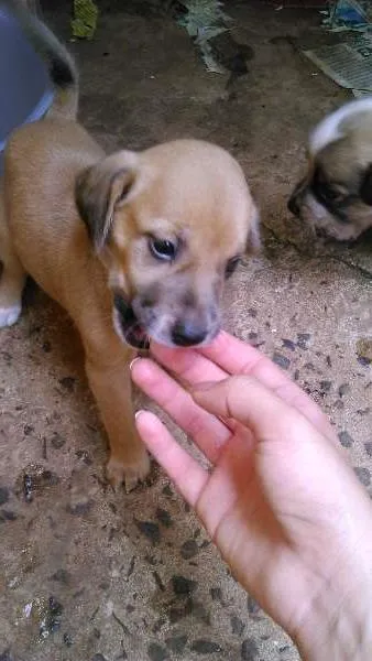 Cachorro ra a SRD idade 2 a 6 meses nome -