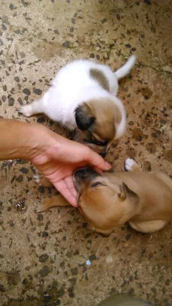 Cachorro ra a SRD idade 2 a 6 meses nome -