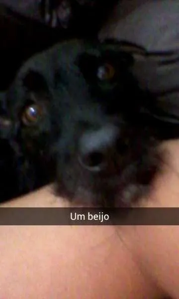 Cachorro raça SRD idade 5 anos nome Nina