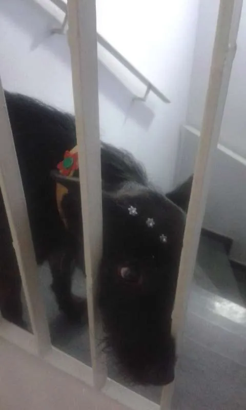 Cachorro raça SRD idade 5 anos nome Nina