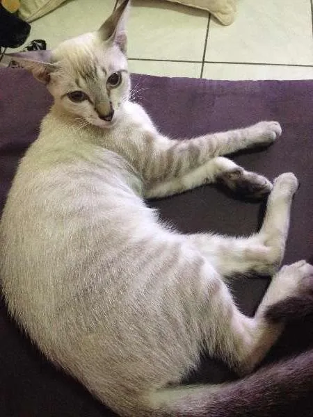 Gato ra a Vira Lata idade 2 a 6 meses nome Titica