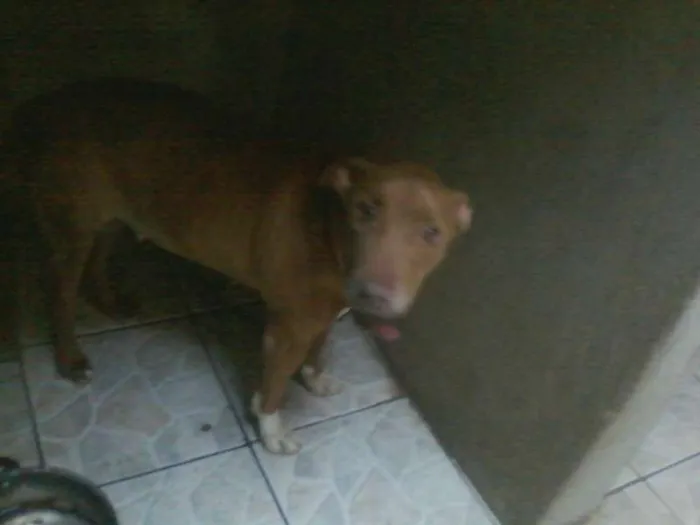 Cachorro ra a pitbull com viralata idade 2 anos nome mel 