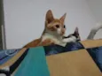 naila