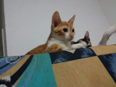 Gato ra a  idade 2 a 6 meses nome naila