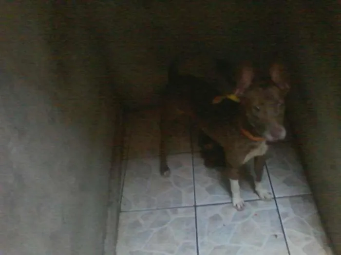 Cachorro ra a pitbul idade 6 ou mais anos nome zaira