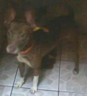 Cachorro raça pitbul idade 6 ou mais anos nome zaira