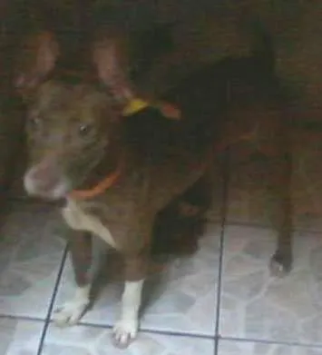 Cachorro ra a pitbul idade 6 ou mais anos nome zaira