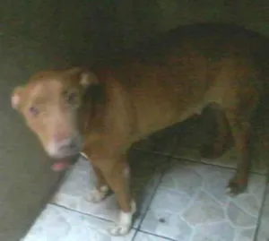 Cachorro raça pitbull com viralata idade 2 anos nome mel 