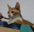 naila