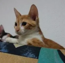 Gato ra a  idade 2 a 6 meses nome naila