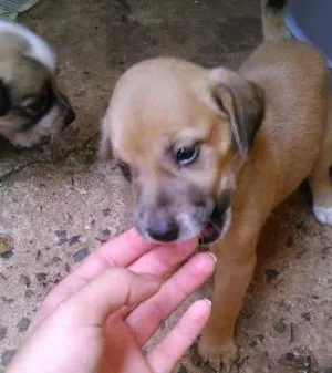 Cachorro raça SRD idade 2 a 6 meses nome -