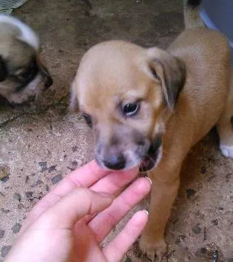 Cachorro ra a SRD idade 2 a 6 meses nome -