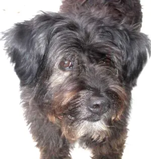 Cachorro raça SRD idade 5 anos nome Não sei