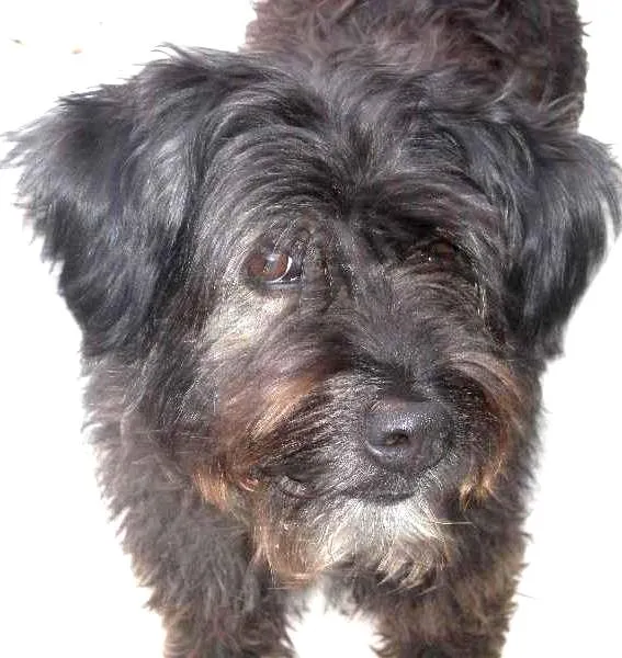 Cachorro ra a SRD idade 5 anos nome Não sei