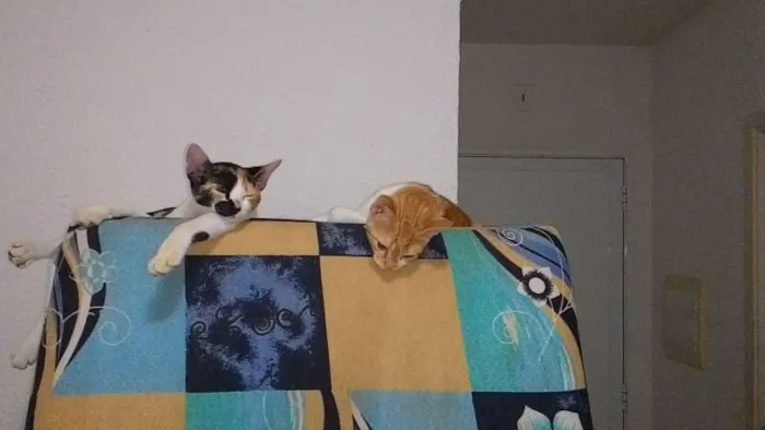 Gato ra a  idade 2 a 6 meses nome naila
