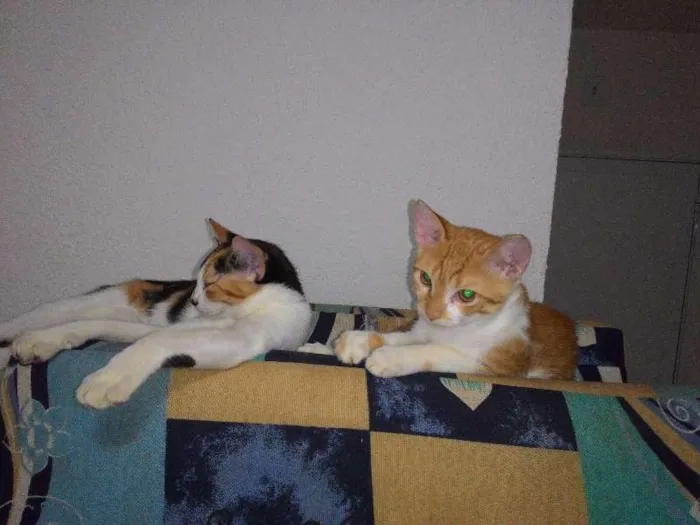 Gato ra a  idade 2 a 6 meses nome naila